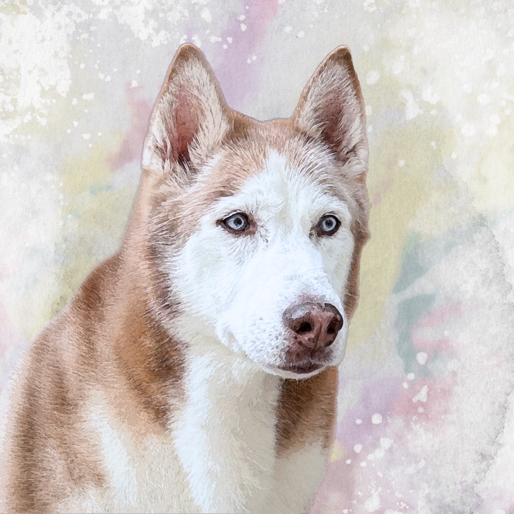 Watercolor portrait of a husky with pale blue eyes